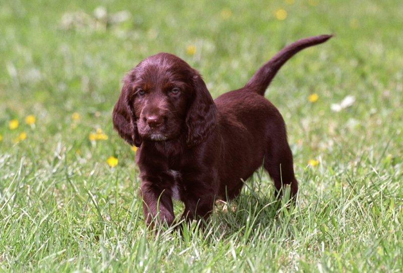 Pup 2004