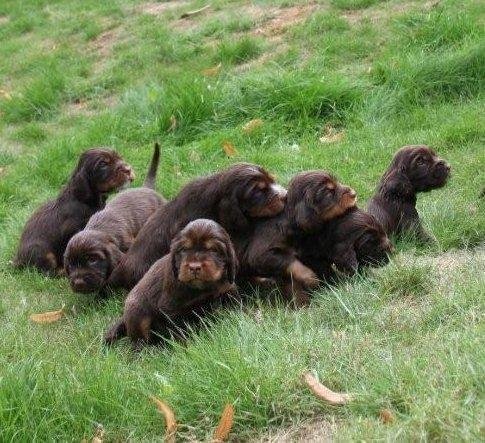 Pups