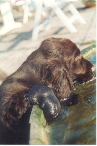 Dorst