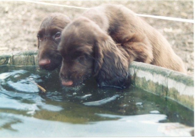 Samen drinkt lekkerder