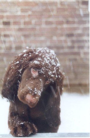 Sneeuw Heel  bijzonder !!!